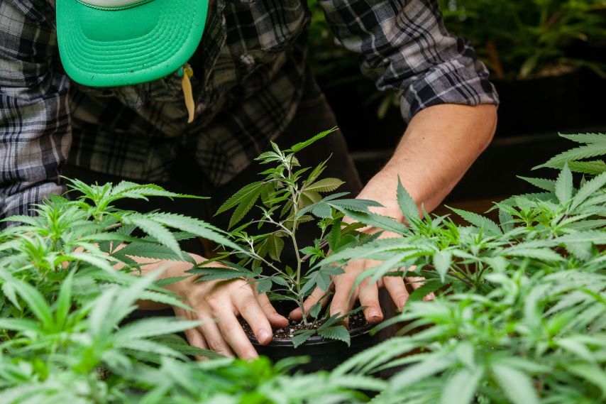 Guide to Growing Marijuana for Beginners