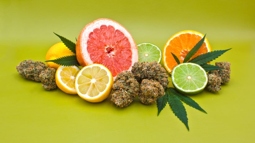 cannabis derived terpenes