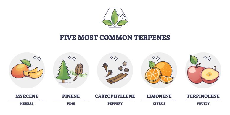 5 common cannabis terpenes