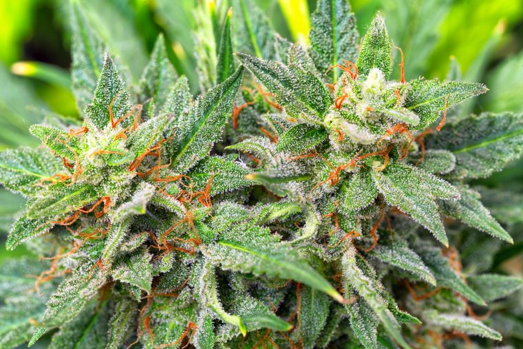 Learn the Michigan Marijuana Laws 2023