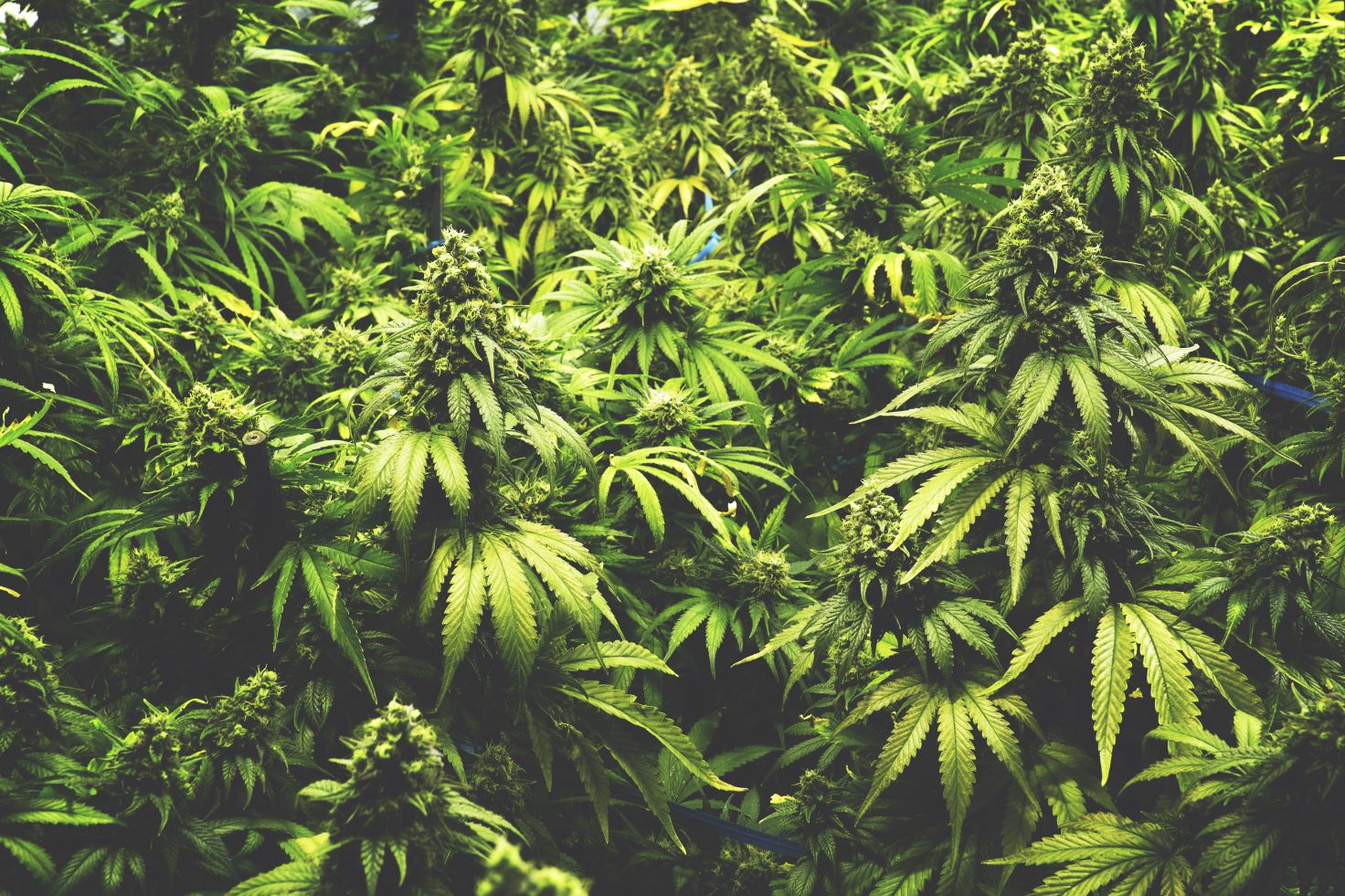 Florida Marijuana Laws 2023