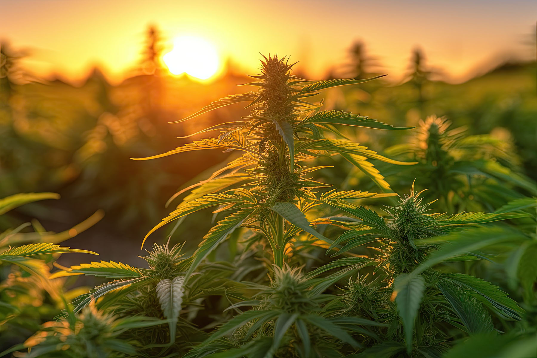 Environmental Impact of Cannabis Cultivation
