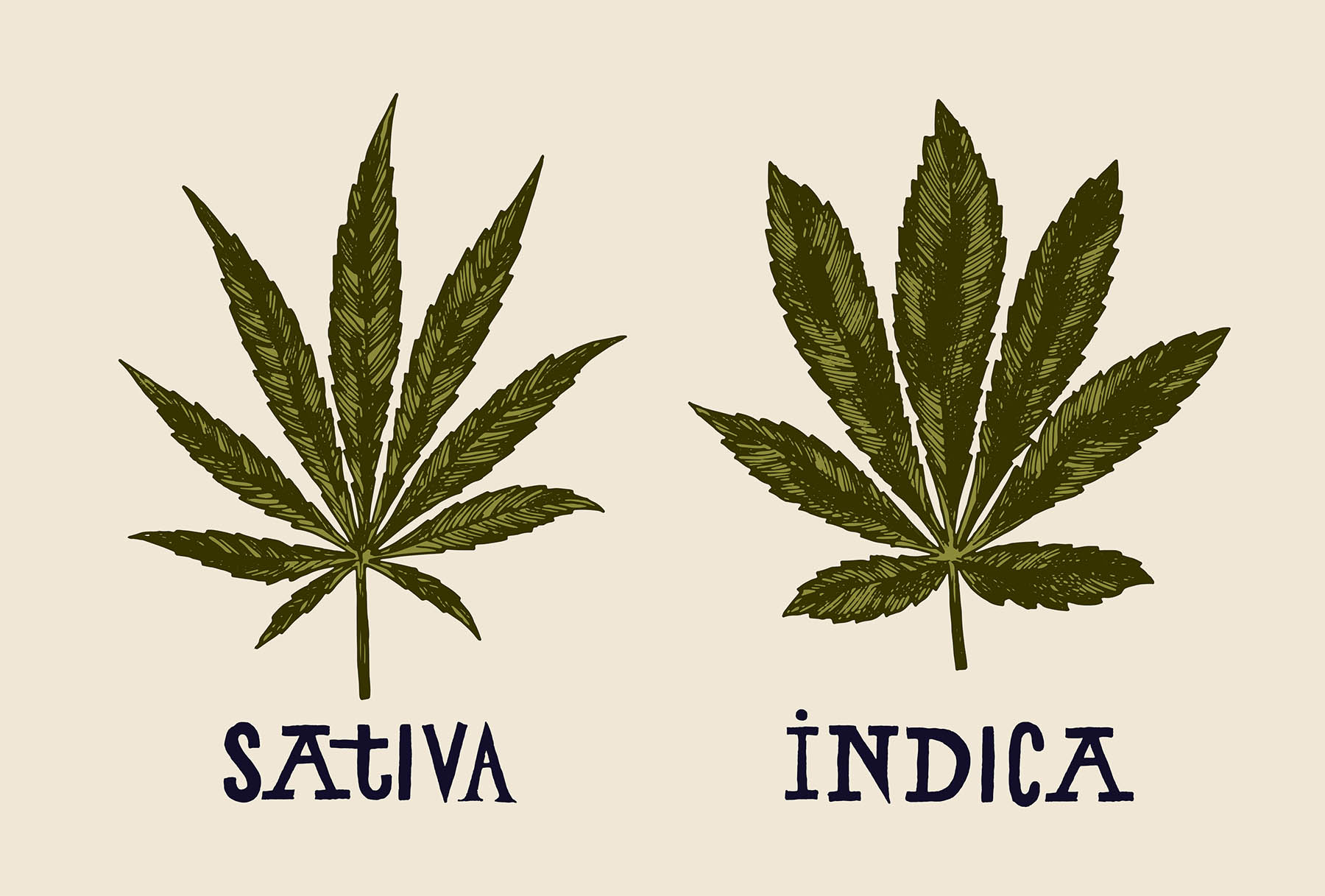 Exploring Cannabis Strains: Sativa, Indica, and Hybrids
