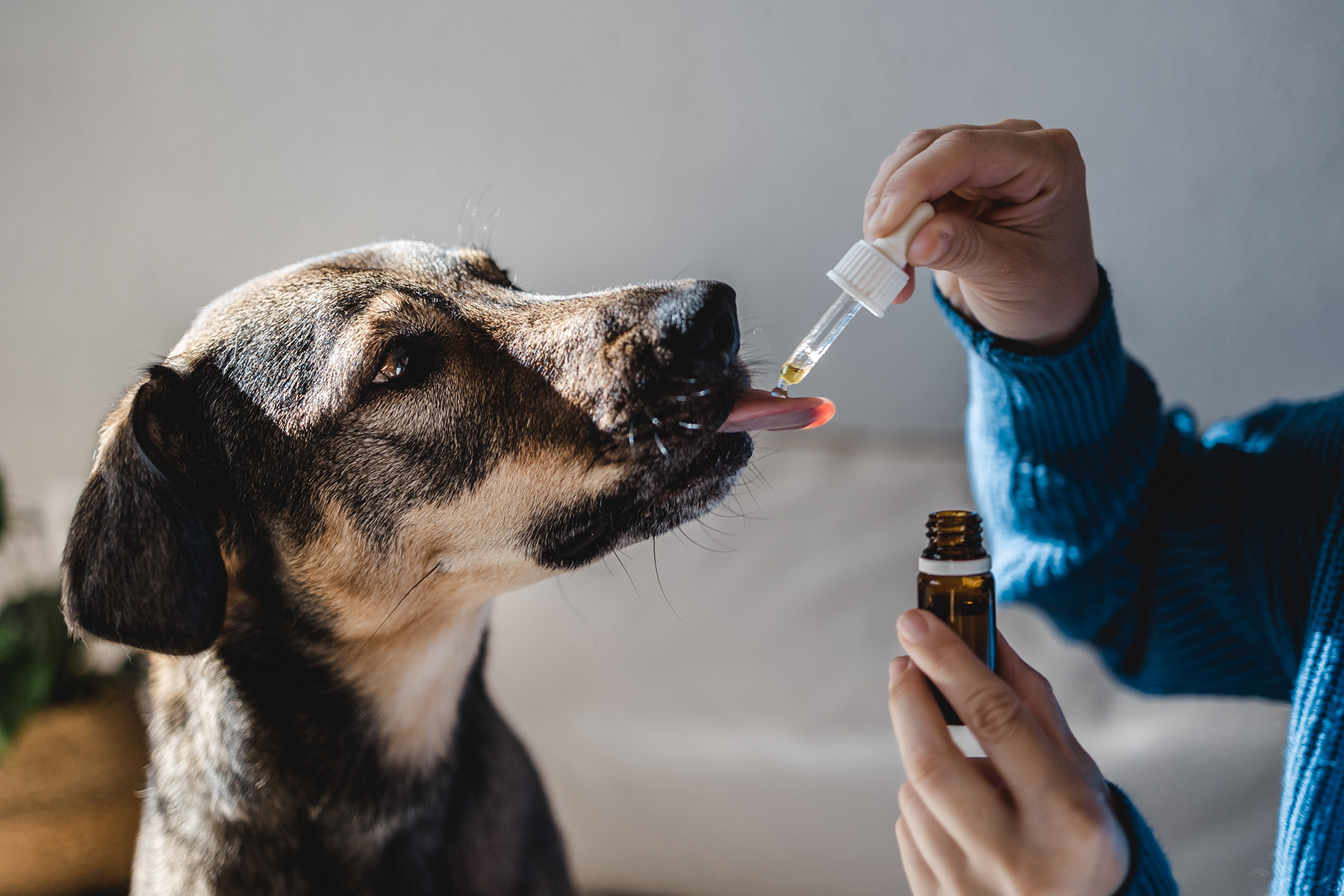 Cannabis and Pets: Benefits, Risks, and Recommendations