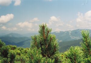 Using Medical Marijuana to Treat Bipolar Disorder