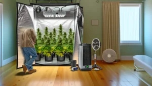 How to Grow Marijuana at Home in 60 Days