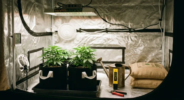 cannabis growing supplies